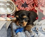 Small #2 Yorkshire Terrier