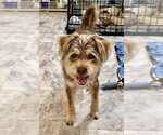 Small Photo #2 Mutt Puppy For Sale in oakland, FL, USA