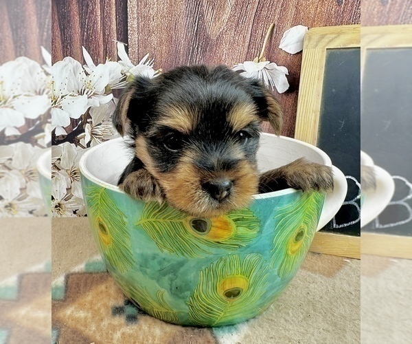 Medium Photo #9 Yorkshire Terrier Puppy For Sale in CASSVILLE, MO, USA