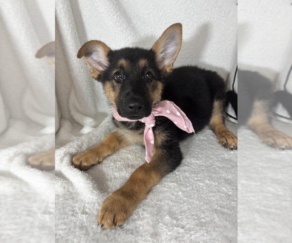 Medium Photo #1 German Shepherd Dog Puppy For Sale in GREENFIELD, IN, USA