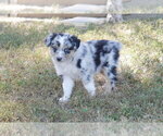 Puppy Beauty Australian Shepherd
