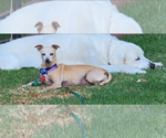 Small #3 Chiweenie