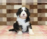 Small #2 Bernedoodle (Miniature)-Cavapoo (Miniature) Mix