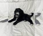 Small Photo #4 Aussiedoodle Puppy For Sale in KATY, TX, USA