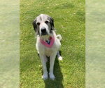 Small #2 Great Pyrenees Mix