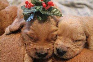 Golden Retriever Puppy for sale in ROCKFORD, IL, USA