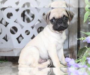 Pug Puppy for sale in MOUNT VERNON, OH, USA