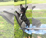 Small #12 French Bulldog