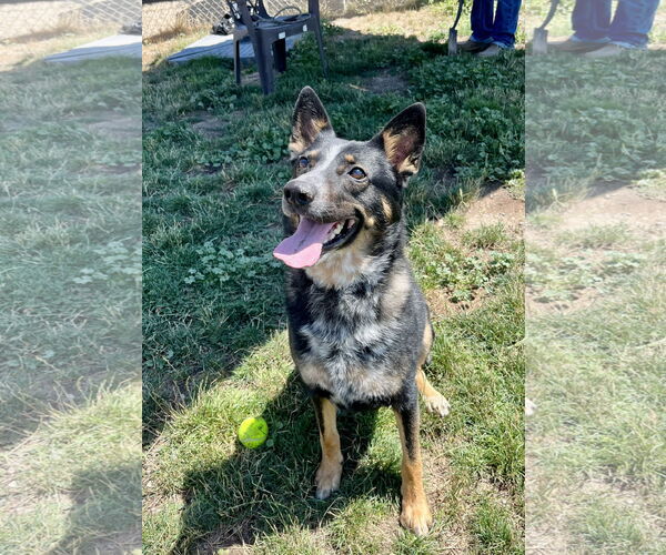 Medium Photo #4 Mutt Puppy For Sale in Emmett, ID, USA
