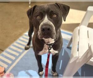 Mutt Dogs for adoption in Santa Rosa, CA, USA