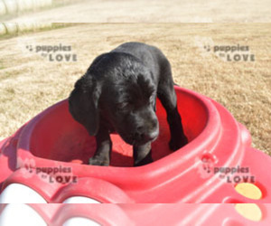 Labrador Retriever Puppy for sale in SANGER, TX, USA