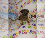 Small Photo #5 Yorkshire Terrier Puppy For Sale in LAPEER, MI, USA