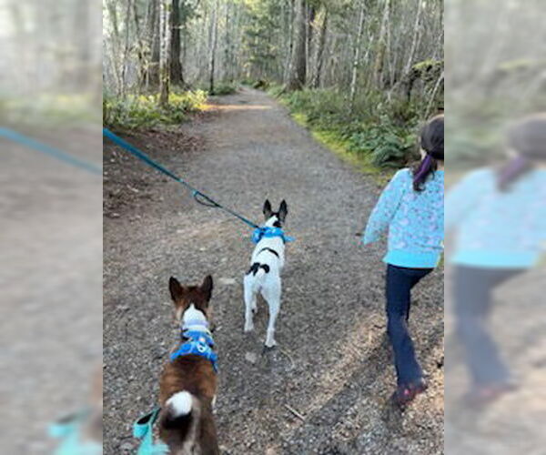 Medium Photo #8 Rat Terrier Puppy For Sale in Bellevue, WA, USA