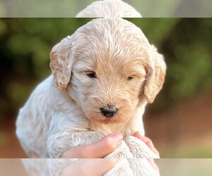 Goldendoodle-Poodle (Standard) Mix Puppy for sale in WINSTON SALEM, NC, USA