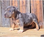 Small Photo #16 American Bully Puppy For Sale in LOS ANGELES, CA, USA