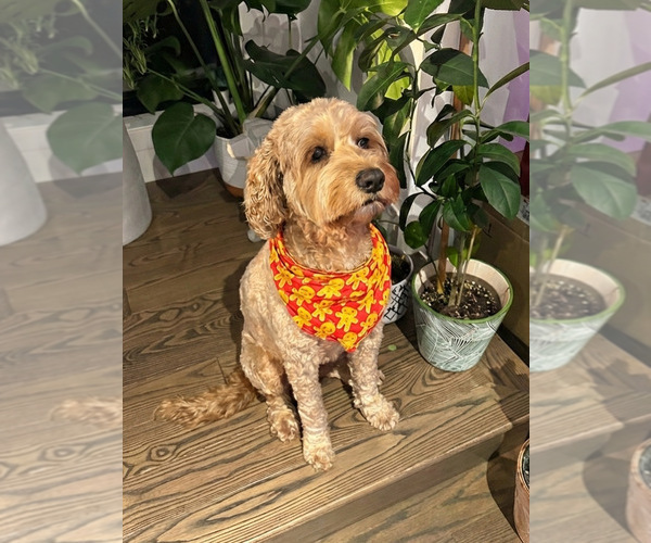 Medium Photo #1 Cocker Spaniel-Goldendoodle Mix Puppy For Sale in BUFFALO, NY, USA
