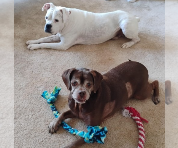 Medium Photo #2 Boxer Puppy For Sale in Burnsville, MN, USA