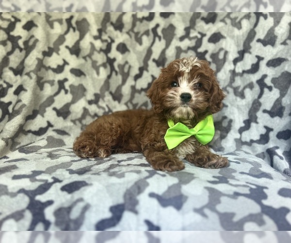Medium Photo #6 Cavapoo Puppy For Sale in LAKELAND, FL, USA