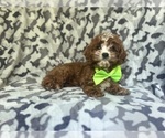 Small #5 Cavapoo