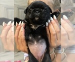 Puppy Princess Pug