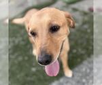 Small #1 Labrador Retriever