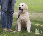 Small Photo #5 Golden Pyrenees Puppy For Sale in ELLENBORO, NC, USA