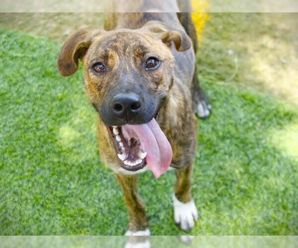 Medium Photo #1 American Pit Bull Terrier-Unknown Mix Puppy For Sale in Tallahassee, FL, USA