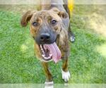 Small American Pit Bull Terrier Mix