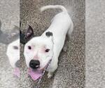 Small American Pit Bull Terrier
