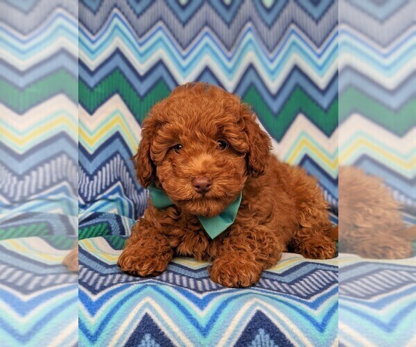 Medium Photo #6 Labradoodle-Poodle (Miniature) Mix Puppy For Sale in KIRKWOOD, PA, USA