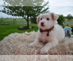 Small Photo #1 English Shepherd Puppy For Sale in HONEY BROOK, PA, USA
