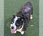 Small #6 Border-Aussie