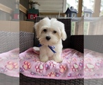 Small Photo #12 Maltese Puppy For Sale in RALEIGH, NC, USA