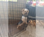 Small #2 Yorkshire Terrier