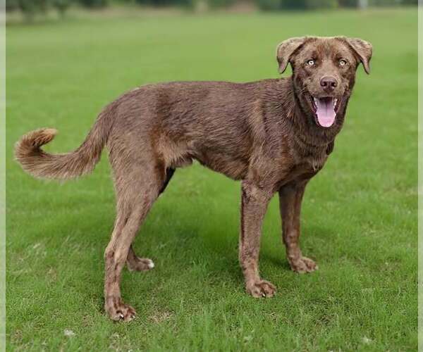 Medium Photo #2 Labrador Retriever-Unknown Mix Puppy For Sale in Talladega, AL, USA
