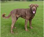 Small #1 Labrador Retriever Mix