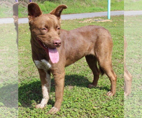 Medium Photo #3 Chocolate Labrador retriever-Unknown Mix Puppy For Sale in Prattville, AL, USA