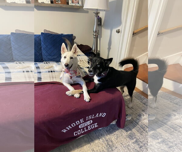 Medium Photo #8 Siberian Husky-Unknown Mix Puppy For Sale in Wakefield, RI, USA