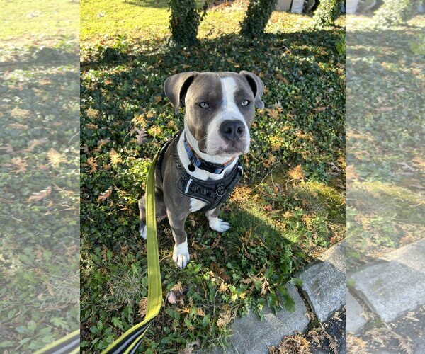 Medium Photo #3 American Pit Bull Terrier Puppy For Sale in Uwchlan, PA, USA