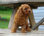 Small #2 Cavalier King Charles Spaniel-Poodle (Toy) Mix