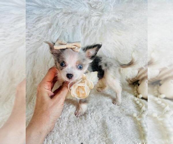 Medium Photo #23 Chihuahua Puppy For Sale in FORT LAUDERDALE, FL, USA