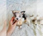Small #22 Chihuahua