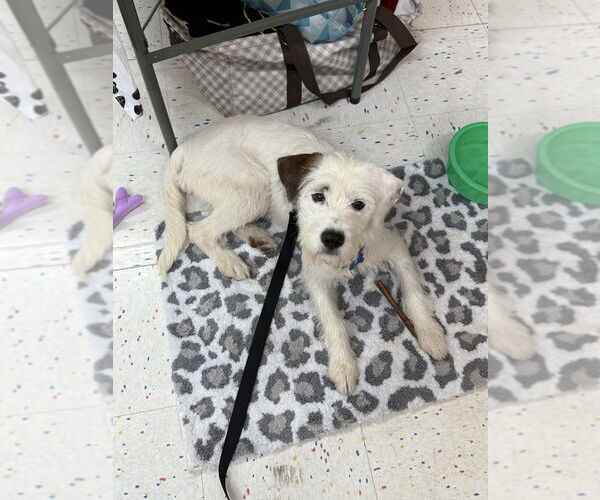 Medium Photo #3 Mutt Puppy For Sale in Springdale, PA, USA