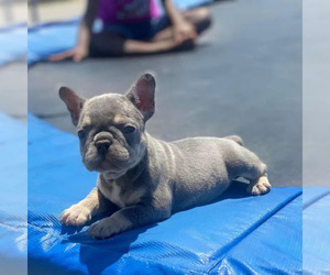 French Bulldog Puppy for sale in SUMMERVILLE, SC, USA