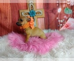 Small Photo #3 Chihuahua Puppy For Sale in CARTHAGE, TX, USA