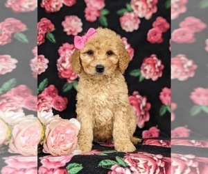 Goldendoodle (Miniature) Puppy for sale in KIRKWOOD, PA, USA
