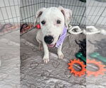 Small American Pit Bull Terrier-Labrador Retriever Mix