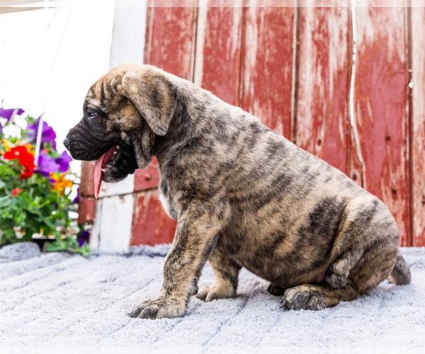 Medium Photo #5 Mastiff Puppy For Sale in WAKARUSA, IN, USA