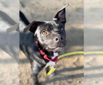 Small #10 Labrador Retriever Mix
