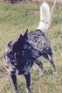 Small Photo #2 Australian Cattle Dog Puppy For Sale in ODESSA, FL, USA